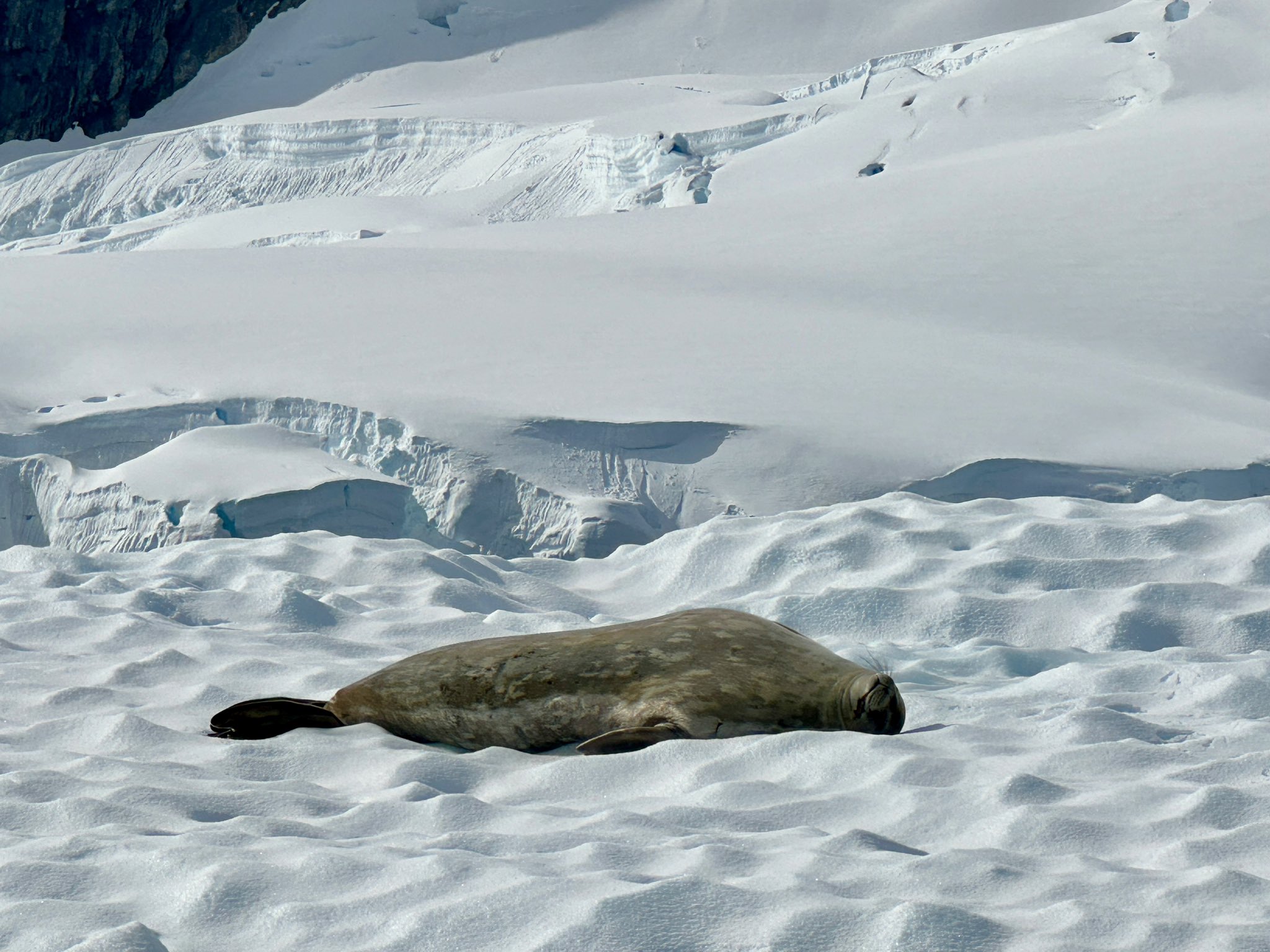 lions de mer en Antarctique